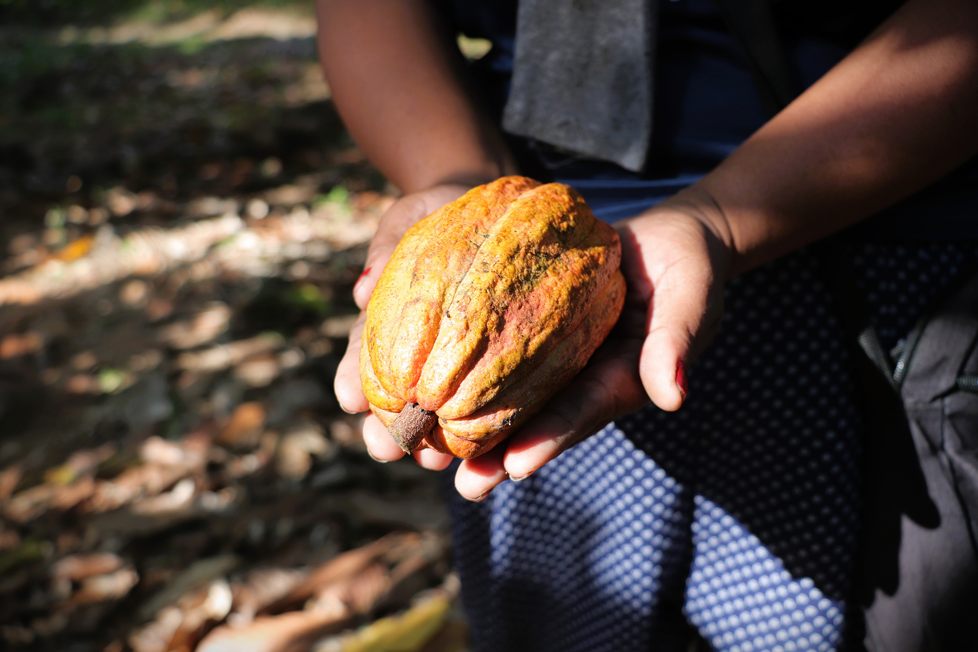 PLDT, Smart collaborators lift Davao's cacao farmers, agropreneurs