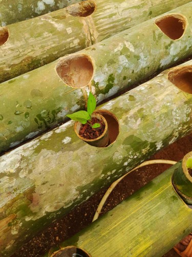 PLDT, Smart PlantSmart GrowHubs flourish in Northern Mindanao