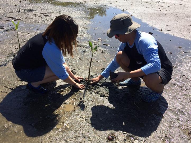 Smart employees join Ericsson mangrove-planting activity Smart employees join Ericsson mangrove-planting activity