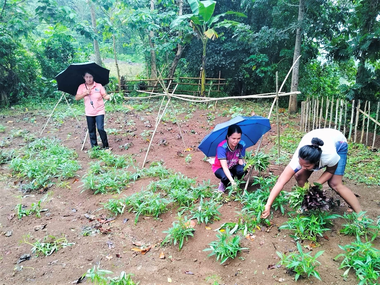 Zamboanga del Sur school harvest vegetables from PlantSmart, advancing food security among youth
